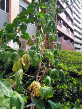 080822an 080822an