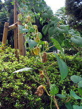 080822ma 080822ma