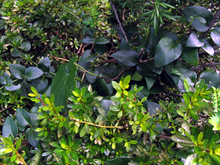 080822ra_4 080822ra_4