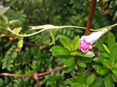 061020ab 061020ab