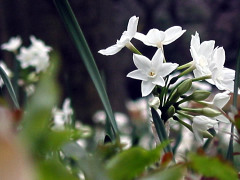 080202ss