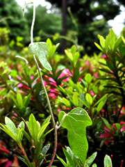 060527ag