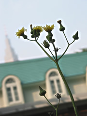 060530as
