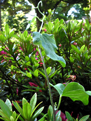 060531ag