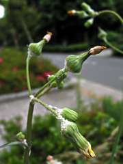060607t2