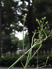 060619ng