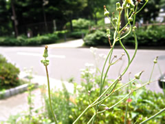 060620ng