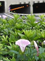 060713ag